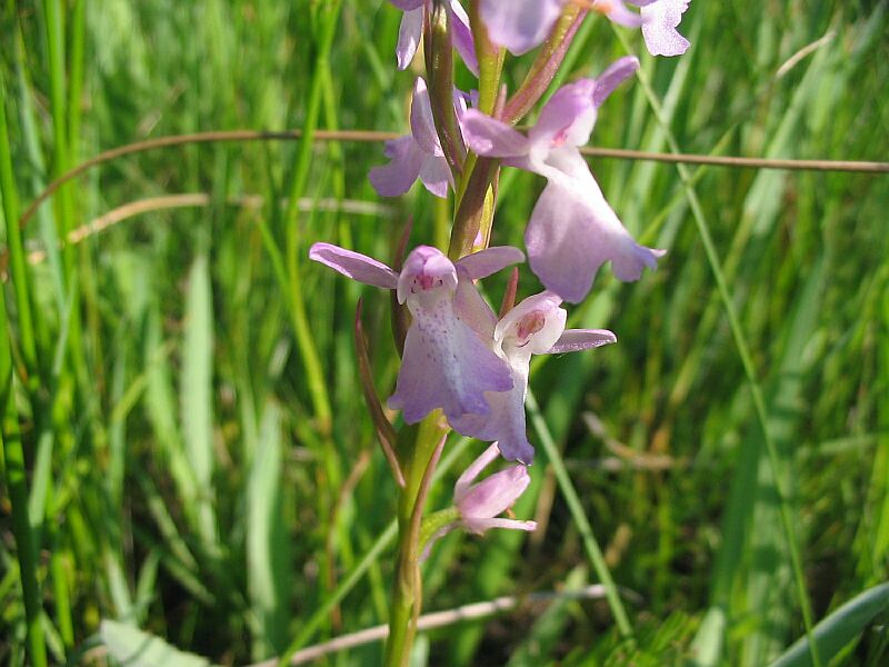 Orchis palustris